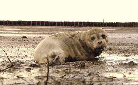 NaturNah: Ein Leben für die Heuler – die Seehundstation Friedrichskoog