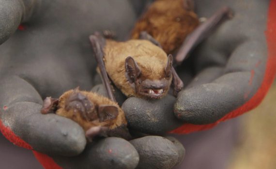 NaturNah: Der heimliche Mitbewohner - Die Fledermaus