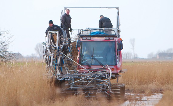 Typisch! Alles unter Reet... Reimer Dau, der Dachdecker