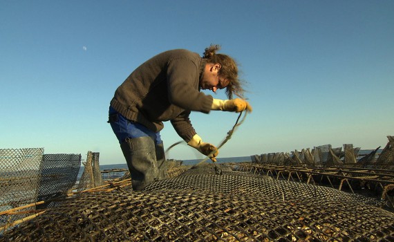 NaturNah: Der Austernfischer von Sylt
