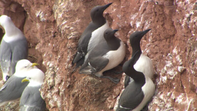 NDR – NaturNahDer Ruf der Vögel von Helgoland