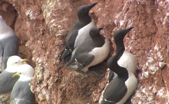 NaturNah: Der Ruf der Vögel von Helgoland