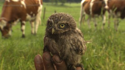NDR – NaturNahDer Retter der Steinkäuze