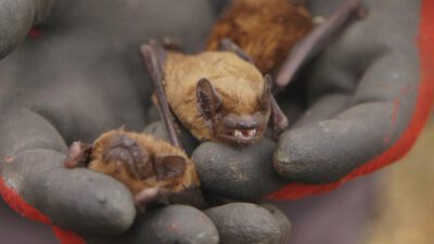 NDR – NaturNahDer heimliche Mitbewohner – Die Fledermaus