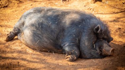 NDR – Die NordreportageVergessener Schatz – Rettung der alten Nutztiere