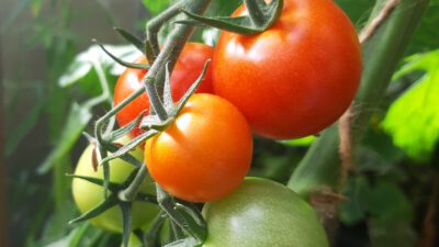 NDR – Die NordreportageTomatenliebe XXL – Von Riesengewächshäusern und Hobbygärtnern