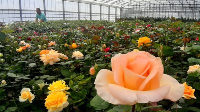 NDR – Die NordreportageBlühende Leidenschaft – Zwischen Profizucht und Liebhabergarten